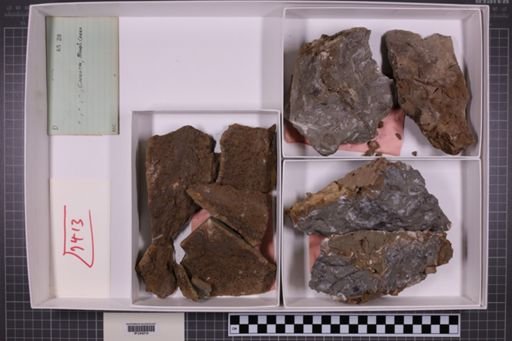 mixed taxa, stratigraphic collection