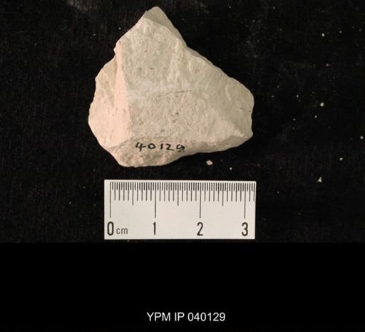 undet. Hexapoda
