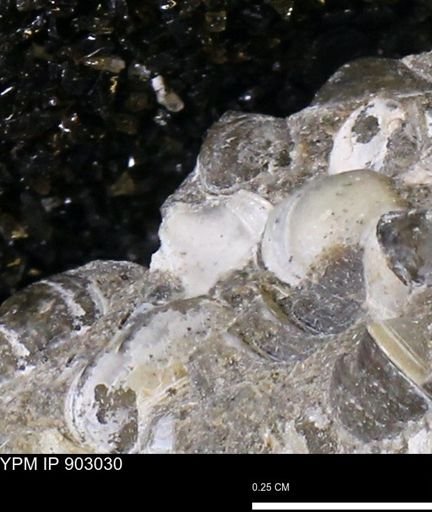 undet. Bivalvia