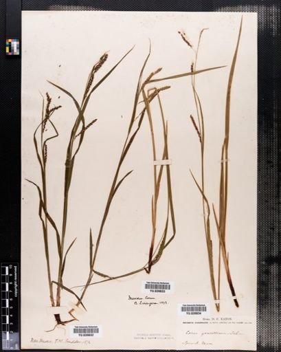 Carex gracillima