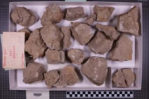 mixed taxa, stratigraphic collection