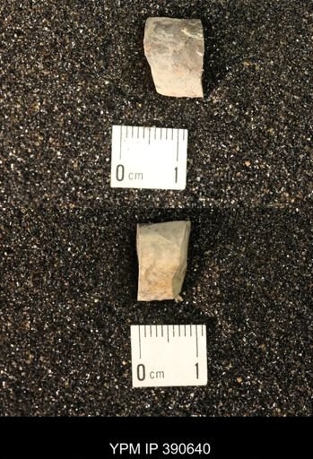 Baculites sp.