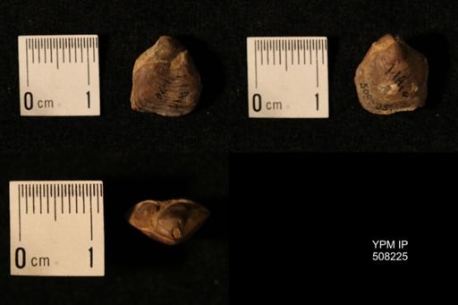 Dielasma aff. prolongatum
