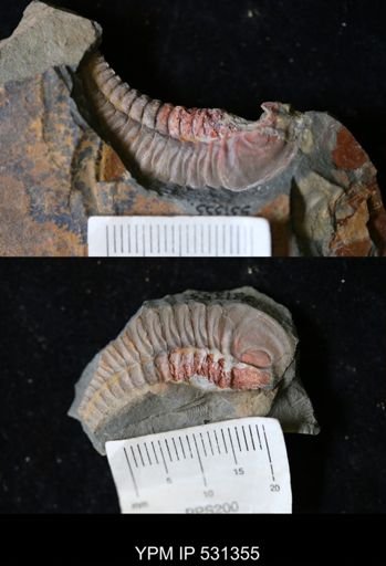 undet. Calymenidae