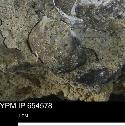 undet. Mollusca