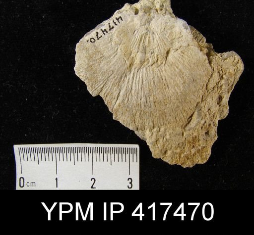 undet. Orthida