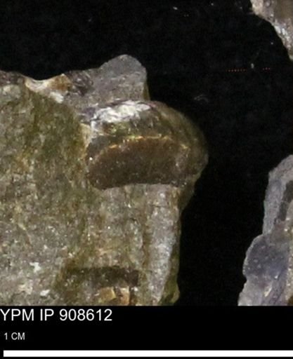 undet. Scaphitidae