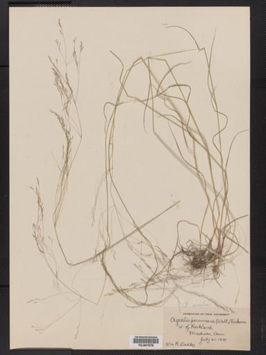 Agrostis scabra