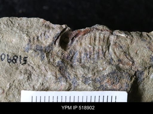 undet. Trilobita