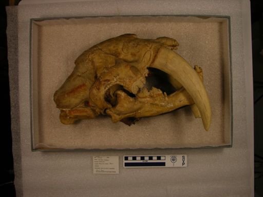 Smilodon neogaeus
