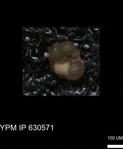 undet. Rugoglobigerinidae
