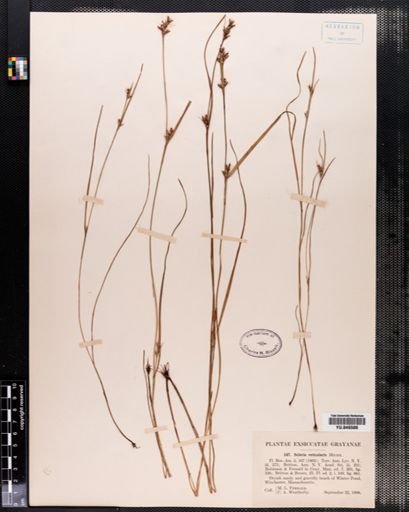 Scleria reticularis