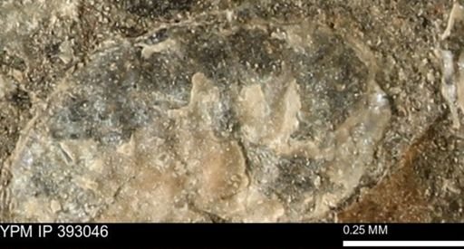 Scaphites sp.