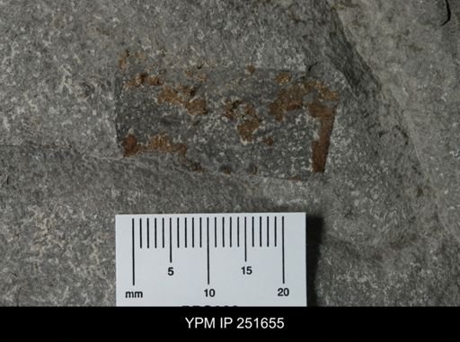 undet. Eurypterida