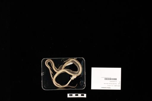 Python bivittatus