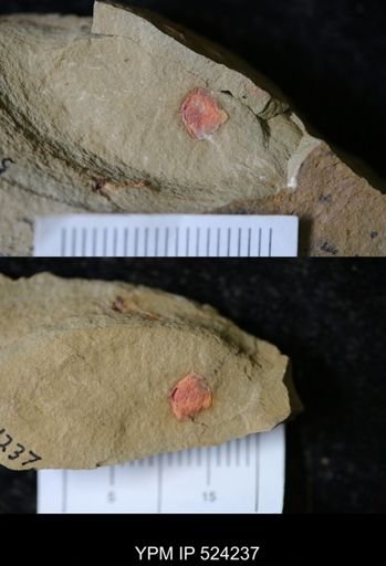 undet. Arthropoda