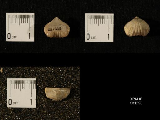 Wellerella osagensis