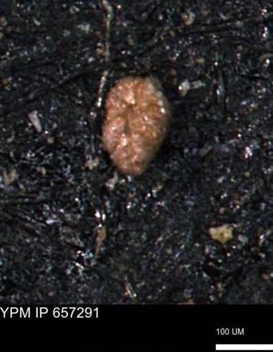 Alveolophragmium linki