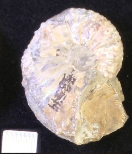 undet. Scaphitidae
