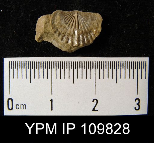 Anoplotheca hemispherica