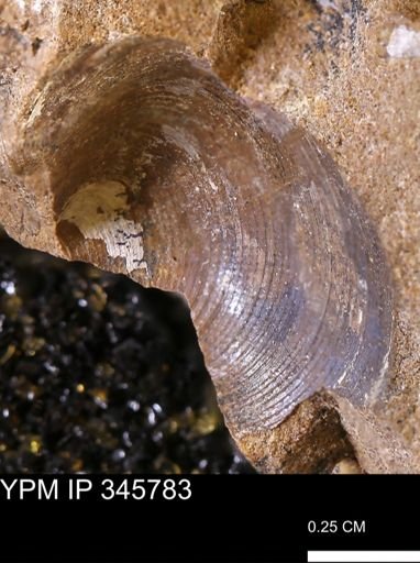 Limopsis striatopunctatus