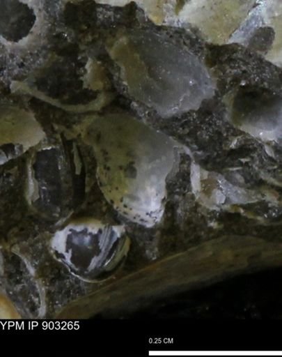 undet. Bivalvia
