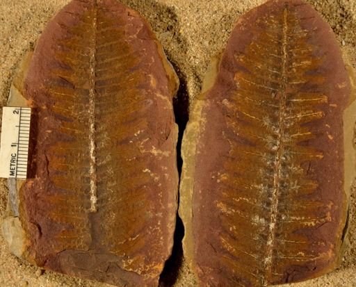 Pecopteris