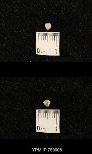 undet. Brachiopoda