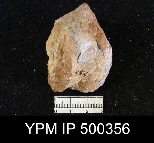 Derbyia sp.