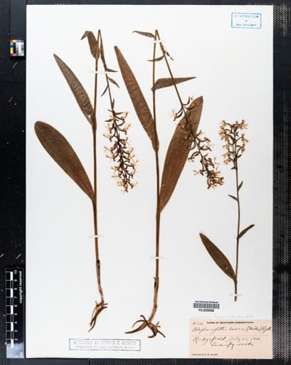 Blephariglottis lacera