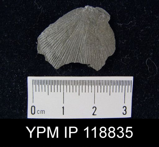 Schuchertella pecten