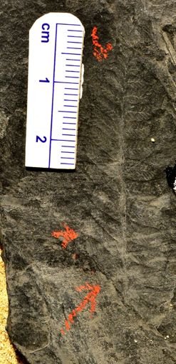 Pecopteris sp.