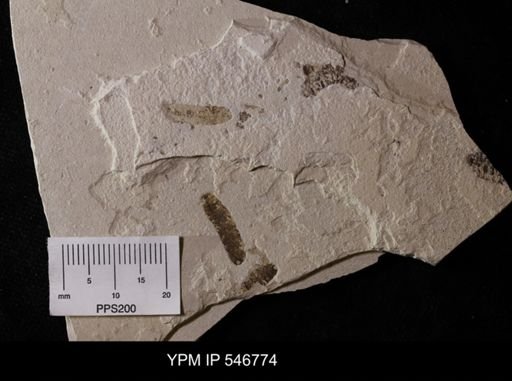 undet. Arthropoda