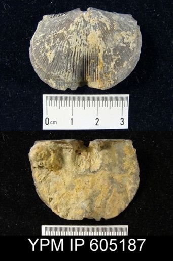 Hebertella sp.