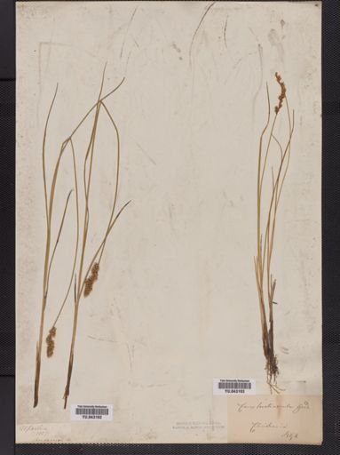 Carex
