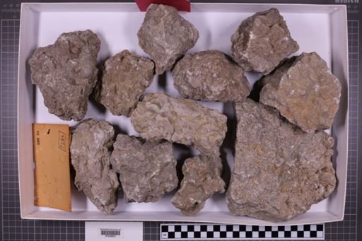 mixed taxa, stratigraphic collection