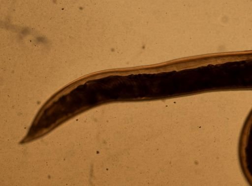 Ancylostoma caninum