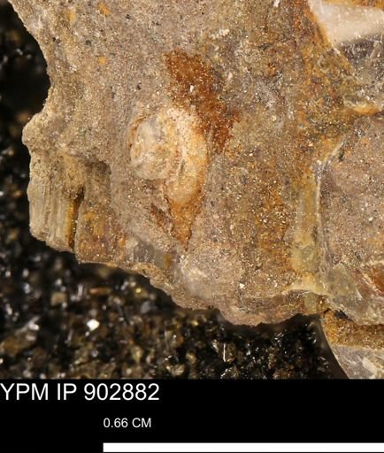 undet. Gastropoda
