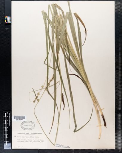Carex sparganioides