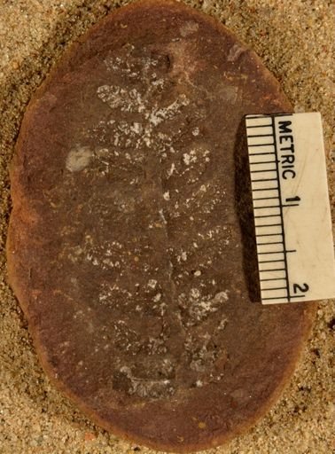 Pecopteris