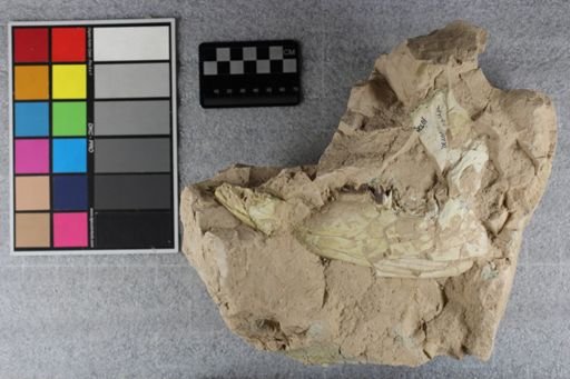 Hyracodon sp.