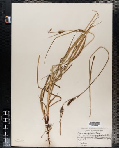 Carex houghtonii