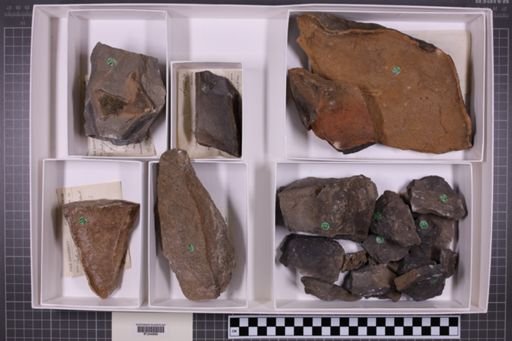 mixed taxa, stratigraphic collection