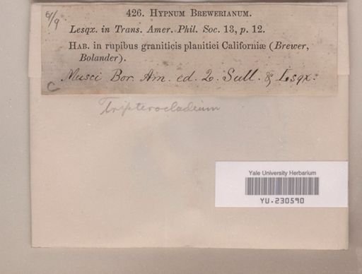 Tripterocladium brewerianum