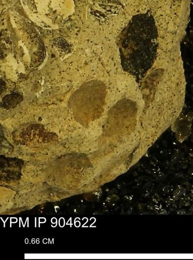 undet. Bivalvia