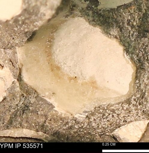 Protocardia subquadrata