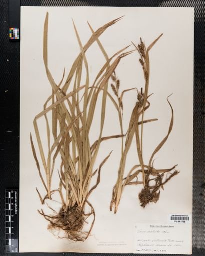Carex scabrata