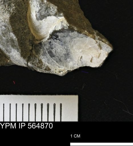undet. Bivalvia