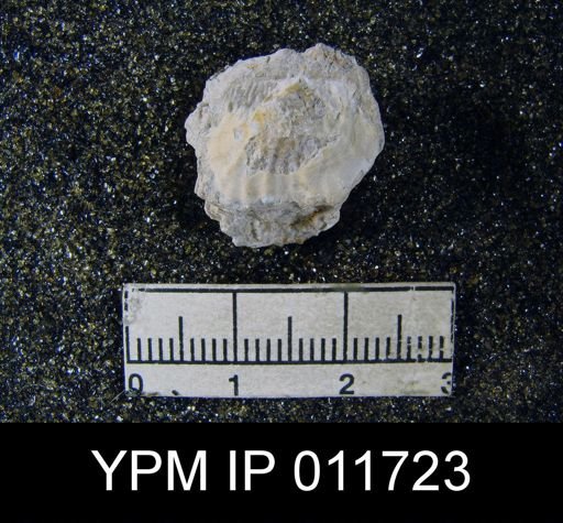 Marginifera reticulata