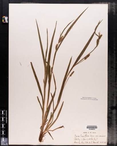 Carex laxiflora